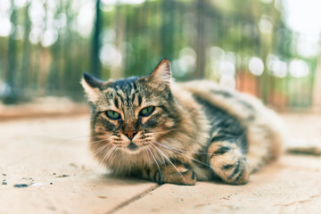 Poster - Adorable cat resting lying down at the park.