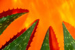 Aloe vera leaves on orange background 