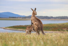 Kangaroo And Joey Standing In The Grass At Lake Wivenhoe, Queensland, Australia