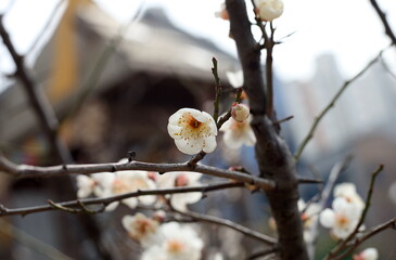 Wall Mural - Plum Blossom in spring