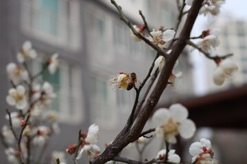 Wall Mural - Plum Blossom in spring