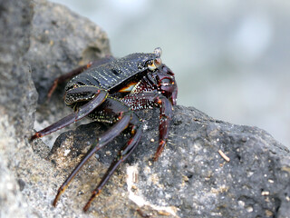 Wall Mural - Thin-shelled Rock Crab profile - Grapsus tenuicrustatus