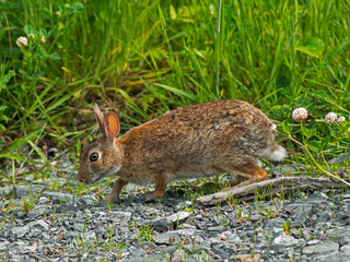 P1010010 Eastern cottontail rabbit, Sylvilagus floridanus, walking on gravel cECP 2020