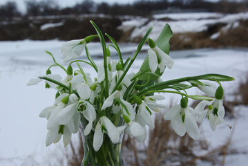 Wall Mural - A bouquet of white snowdrops on the background of a snowy landscape. 
