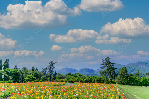 うららかな春の季節 くじゅう連山を背景にポピー花畑風景 日本 九州 大分県 くじゅう花公園年新緑 Bright Spring Season Poppy Flower Garden Landscape Against The Backdrop Of The Kuju Mountain Range Japan Kyushu Oita Prefecture Kuju Stock Photo