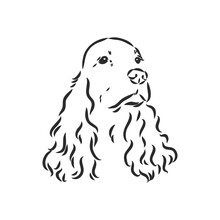 Dog Breed Cocker Spaniel Muzzle, Sketch Vector Graphics Black And White Drawing
