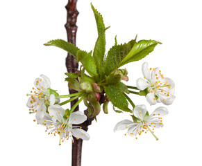 Wall Mural - Dew on blooming cherry twig