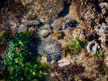 Anemones And Sea Grass Under The Water In Tide Pool At Tar Pits Beach, Carpinteria, California.