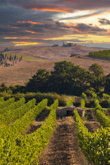 Sticker - Tuscany's most famous vineyards near town Montalcino in Italy