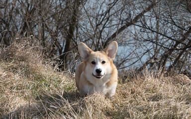 Canvas Print - young corgi outdoors in early spring