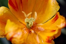 Closeup Of Yellow And Red Tulip Flower With Macro Stamens And Gynoecium, And Rain Water Inside. Filaments Inside Blossoming Tulip Wallpaper. Macro Top View Of Tulip Flower Structure.