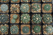 Astrophytum Cactus in the planting pot