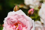 Fototapeta Tulipany - Beautiful pink roses bloom in the garden.