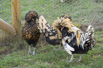 Polish chickens hens (also known as Padua chicken) on a farm in a group with two females and one rooster in different colours