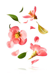 Wall Mural - Beautiful sping flowers flying in the air. Levitation concept