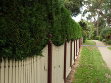 Green Hedge And White And Maroon Fence
