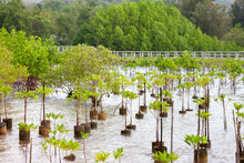 Replanting And Rewilding Mangroves Forest For Sustainable And Restoring Ocean Habitat In Coastal Area