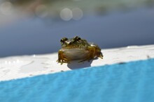 Frog On The Water