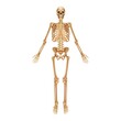 © SpicyTruffel - Human skeleton. Medical 3D anatomical banner. Realistic yellow bones of limbs or skull, trunk with spine and ribs. Front view of isolated skeletal system. Vector detailed scientific educational model
