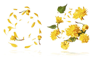 Wall Mural - beautiful sping flowers flying in the air. levitation concept