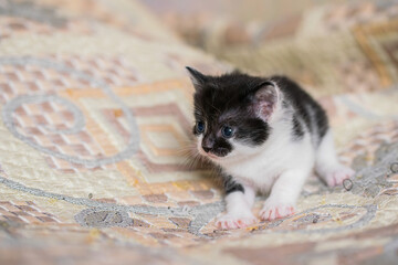 Wall Mural - Small shorthair kitten at home on a plaid.