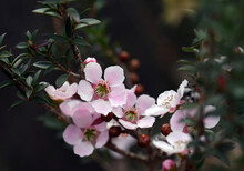 Pink And White Flowers Of The Peach Blossom Tea Tree, Leptospermum Squarrosum, Family Myrtaceae, Growing In Sydney Woodland, New South Wales, Australia