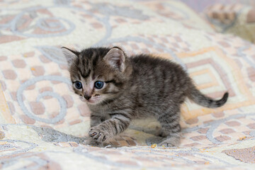 Wall Mural - Little tabby kitten at home on a plaid.