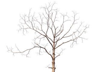 Wall Mural - Branch of dead tree with clipping path isolated on white background.