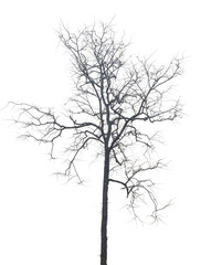 Wall Mural - Branch of dead tree with clipping path isolated on white background.