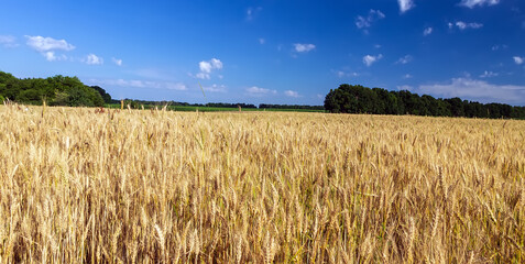 Wall Mural - Wheat crop field Landscape