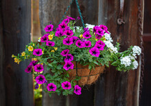 Flower Arrangement Of Burgundy Petunias With Black Veins, White Verbena And Yellow Calibrachoa In A Hanging Coconut Basket