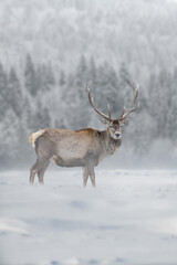 Fototapete - Roe deer in the winter field. Animal in natural habitat