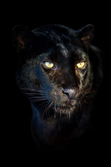 Wall Mural - close up big leopard isolated on black background