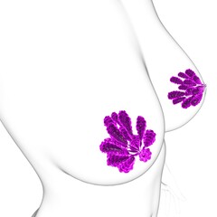 Wall Mural - Mammary Glands Anatomy For Medical Concept 3D