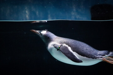 Penguin in the water