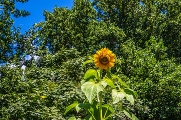 View of a beautiful yellow flower in the spring