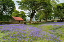 Cottage In The Bluebells