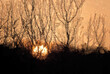 Impressionistic Style Artwork of a Barren Tree Branches Silhouetted in the Light of the Early Morning Sunrise