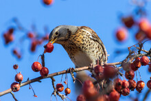 The Mountain Ash Thrush (Turdus Pilaris, Fieldfare) Sits On A Rowan Branch Covered With Berries.