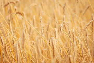 Poster - Close up shot of golden rye. Ripe ears of grains in the field, ready for harvesting.