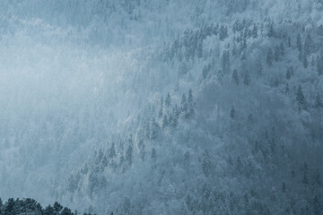 Wall Mural - Snowy trees on a mountain in winter with fog