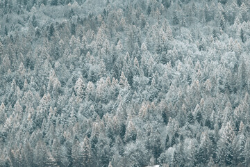 Wall Mural - Snowy trees on a hill