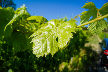 Wall Mural - Close-up of a vine leaf illuminated by the sunlight. A vineyard is in the background.