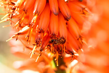 Une Abeille Butinant Les Fleurs Oranges D'une Aloe (aloe Marlothii X Ferox) Au Printemps