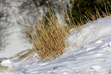 Poster - herbes e neige