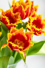 Wall Mural - a bouquet of bright red tulips with a yellow border on the petals close-up