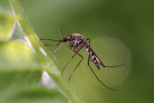 Mosquito Resting On The Grass. Male And Female Mosquitoes Feed On Nectar And Plant Juices, But Many Species Of Mosquitoes Can Suck The Blood Of Animals.