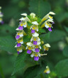 Summer among the herbs blossoms of nettle Galeopsis speciosa