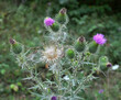 In the meadow among herbs blooms thistle (Carduus) .