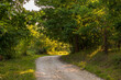 Polna droga w zielonym lesie, Małogoszcz, Polska